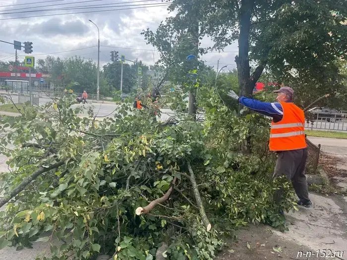 In the run-up to the school year, pruning of trees and other greenery near educational institutions is actively underway.