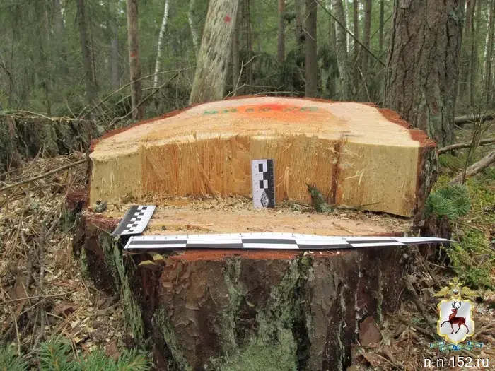 Бизнесмена привлекут к ответственности за незаконную вырубку леса на сумму 16 миллионов рублей в Нижегородской области.