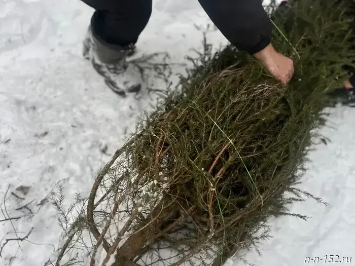 The Ministry of Forestry of the Nizhny Novgorod Region is running a campaign to collect fir trees.