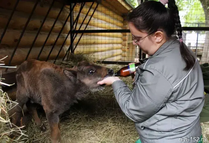 Staff at the Limpopo Zoo replaced the mother of a newborn European bison calf.