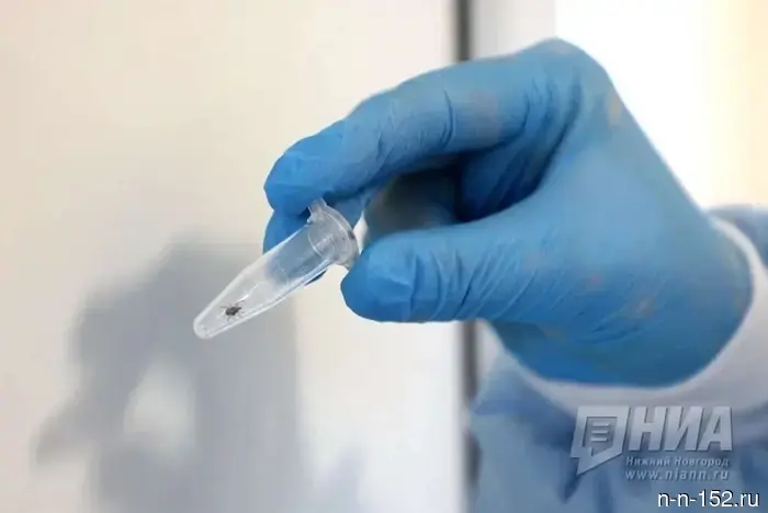 A 67-year-old resident of Nizhny Novgorod was diagnosed with tick-borne borreliosis.