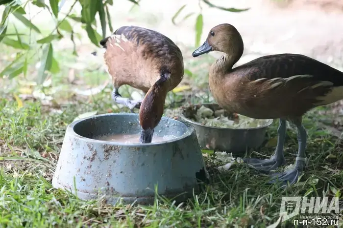 The spring hunting for feathered game has ended in the Nizhny Novgorod region.
