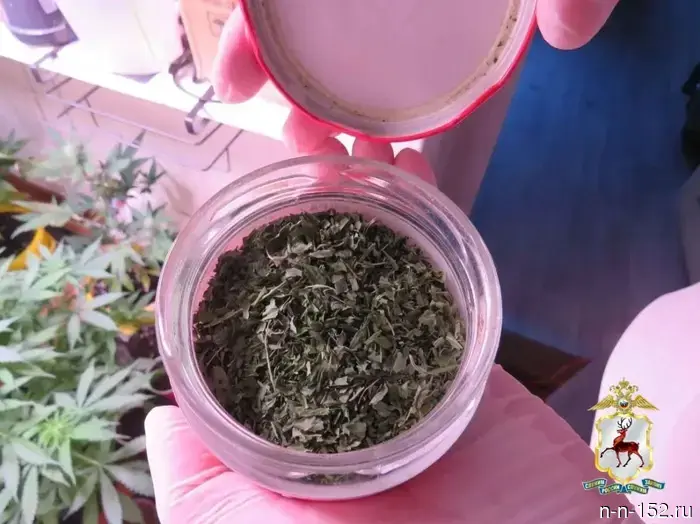 Cannabis bushes and dried marijuana were seized from a resident of Nizhny Novgorod.