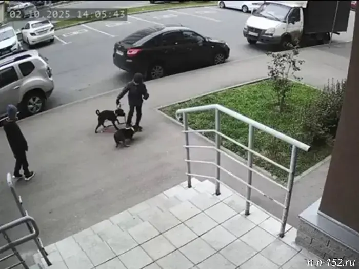 The beating of dogs by a young resident of Nizhny Novgorod ended with a police investigation.