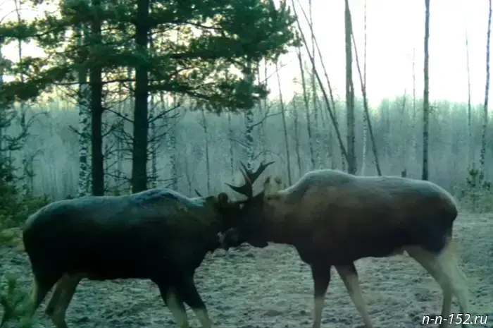 Two moose fought in Borsky District — video
