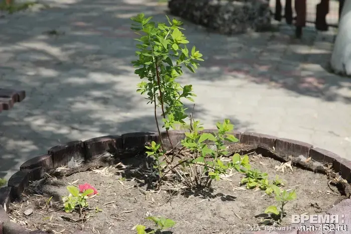 В Нижнем Новгороде будет высажено более 600 новых деревьев.