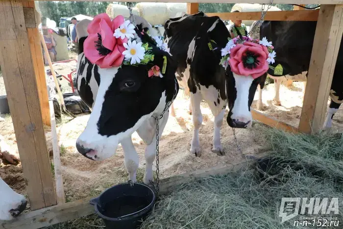 Total milk yield in the Nizhny Novgorod Region has increased by 4% since the beginning of the year.