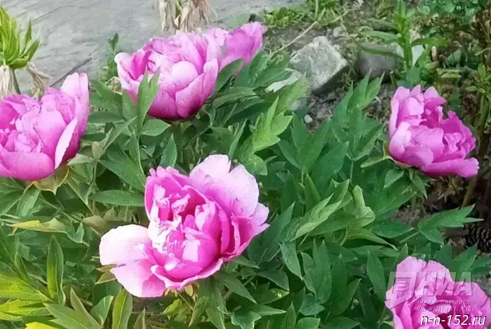Nizhny Novgorod residents were reminded of the punishment for picking flowers from the flowerbed by the building entrance.