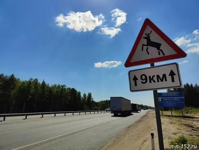 Beware of moose: drivers urged to be more careful on Nizhny Novgorod roads