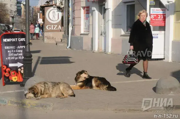 The Investigative Committee organized an investigation into reports of dogs attacking residents of Nizhny Novgorod.