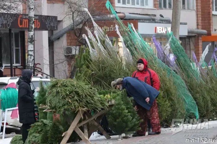 It has become known how much live Christmas trees cost at Nizhny Novgorod markets.