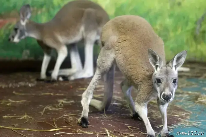 В нижегородском зоопарке обосновались самые крупные кенгуру в мире.