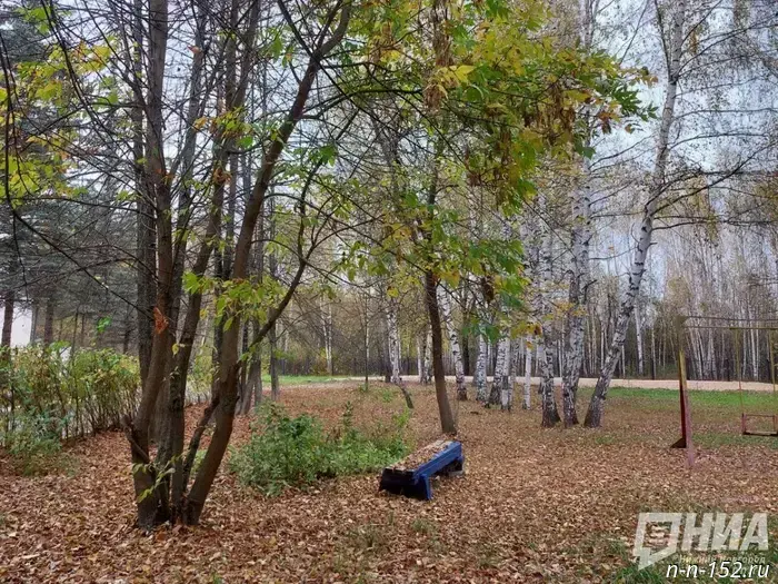 Nizhny Novgorod authorities intend to stop clearing leaves in parks.