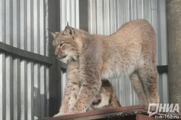 The districts of the Nizhny Novgorod region where the most lynxes live have been named.