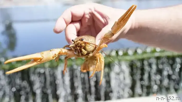 The quality of wastewater treatment in Nizhny Novgorod is checked using crayfish.