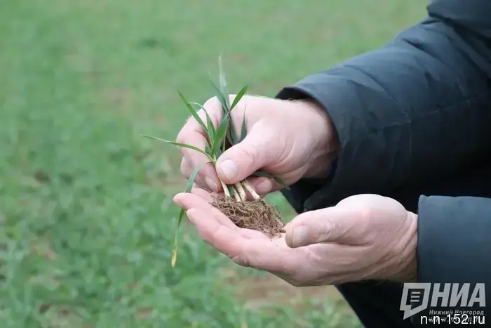 How the snowy winter affected winter crops in the Nizhny Novgorod region