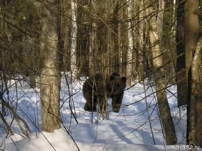 В Нижегородской области началась весенняя охота на медведя.