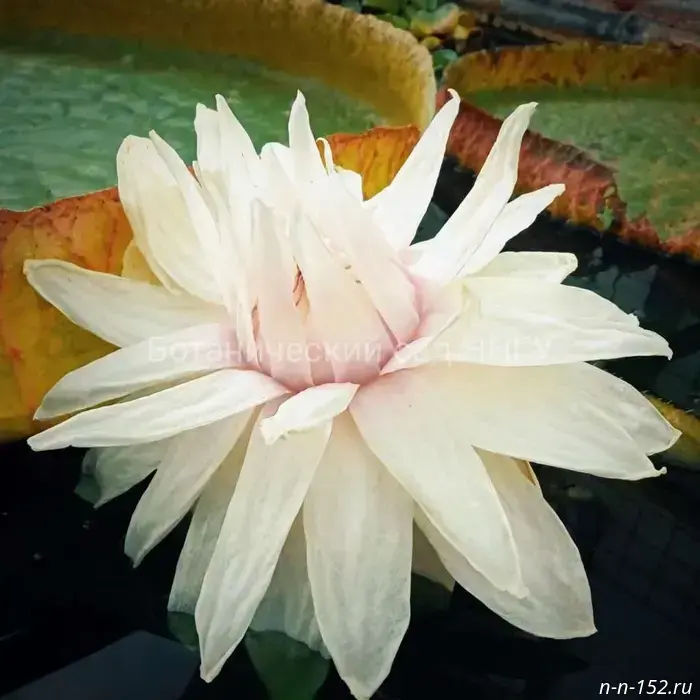 The world's largest water lily has bloomed in the NNGU Botanical Garden.