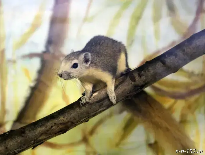 Белки Финлайсона и черные лебеди переехали в новые вольеры в «Лимпопо».