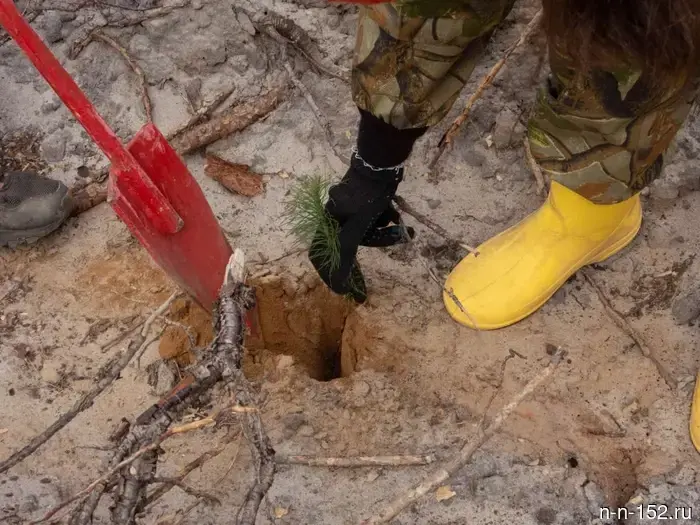 Nizhny Novgorod residents will plant more than 400,000 trees in memory of the heroes.