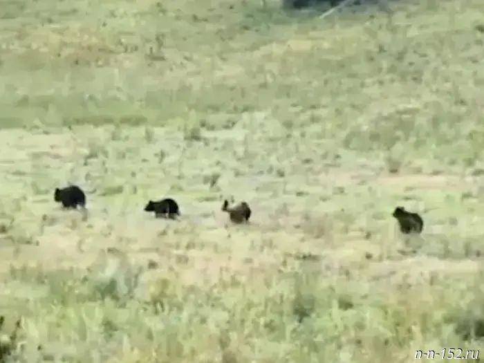 A mother bear and her cubs approached people in the Lukoyanovsky district — video