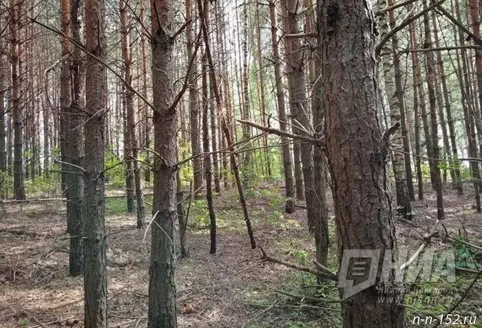 The owner returned more than 5 hectares to agricultural use in the Nizhny Novgorod Region.