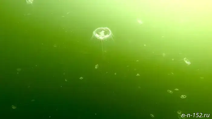 A Nizhny Novgorod blogger managed to photograph freshwater jellyfish.