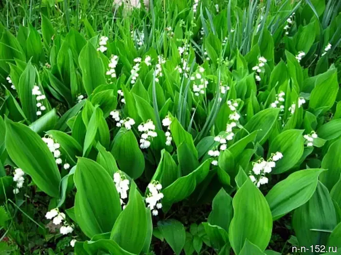 Nizhny Novgorod residents were told which medicinal plants grow in the region.