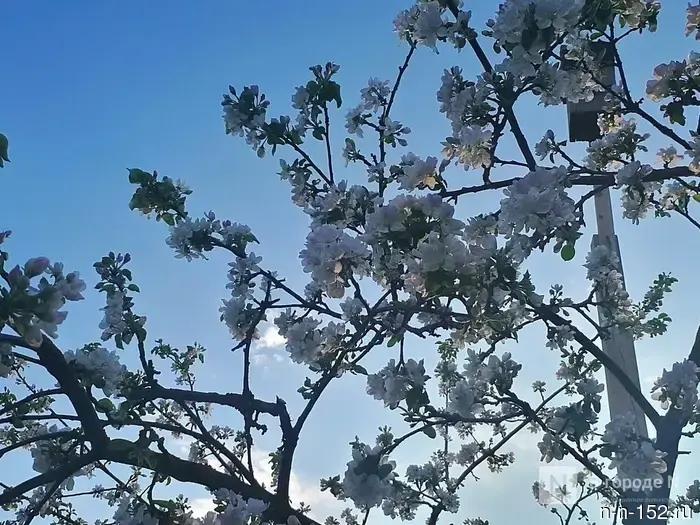 Опубликован исчерпывающий прогноз погоды на май в Нижнем Новгороде.