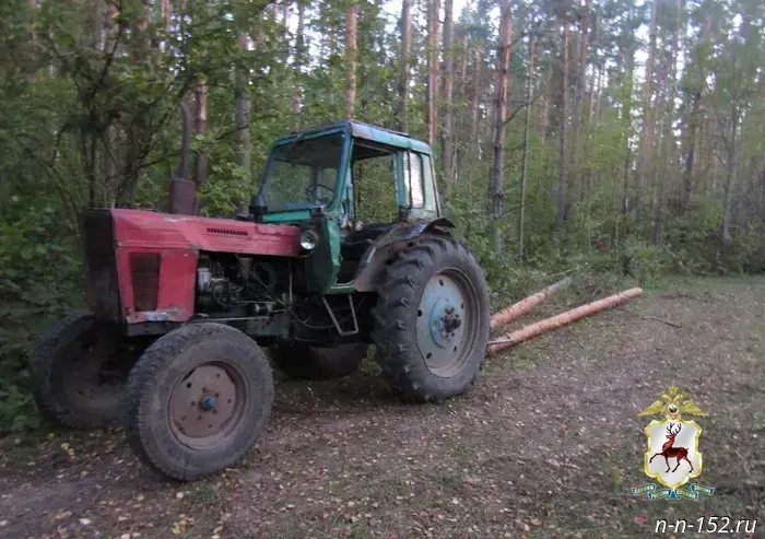 A repeat offender was caught again for illegally cutting down pine trees in the Vadsky District.