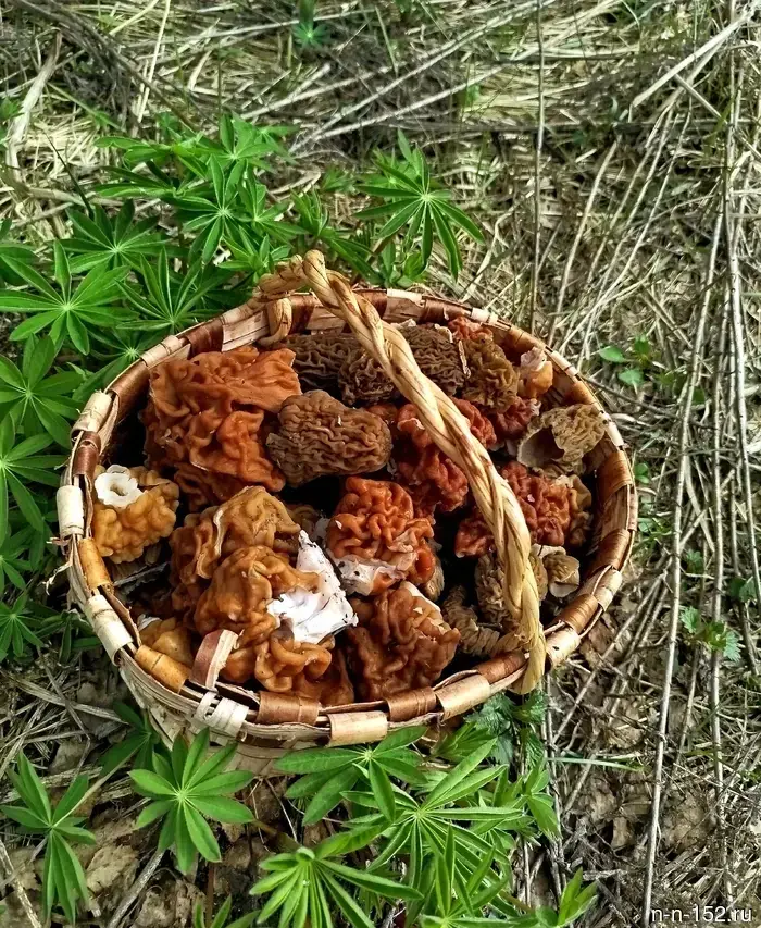 Nizhny Novgorod mushroom pickers collected the first spring trophies in the forests of the region.