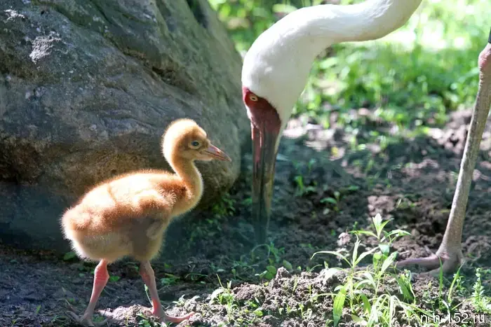 The "Limpopo" showcased newborn crane chicks, calves, and a fawn.