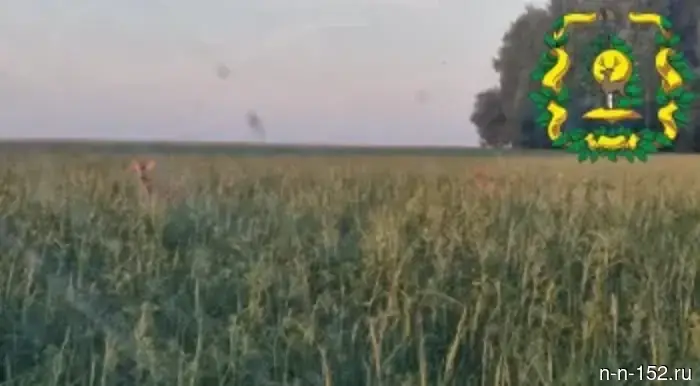 Siberian roe deer have been spotted in the Vorotynsky district!