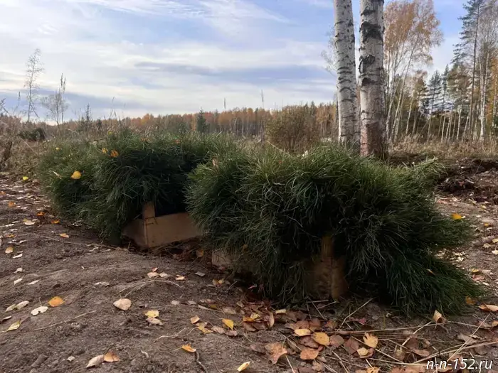 Over 300,000 pine seedlings were planted in Nizhny Novgorod Oblast as part of the nationwide "Save the Forest" campaign.