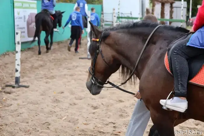 Psychological session and hippotherapy session: a special program for mothers, wives and children of fallen participants of the Special Military Operation