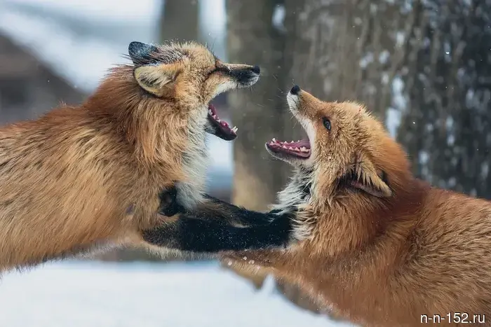 The main source of rabies in animals in the Nizhny Novgorod region has been identified.
