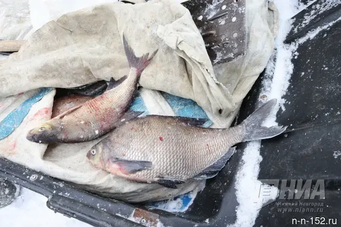 В Нижегородской области было задержано свыше 3 тонн сомнительных товаров.