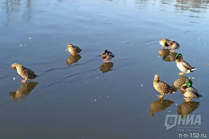 The spring hunting season in the Nizhny Novgorod region will open on April 1.