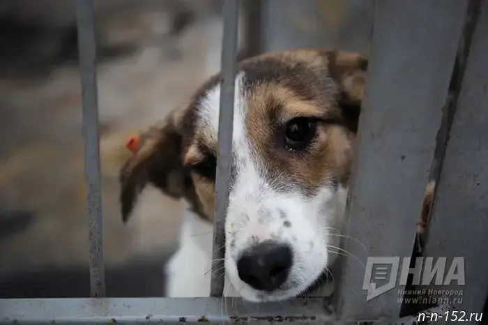 The Nizhny Novgorod animal abuser in a greatcoat was sent to a psychiatric hospital.