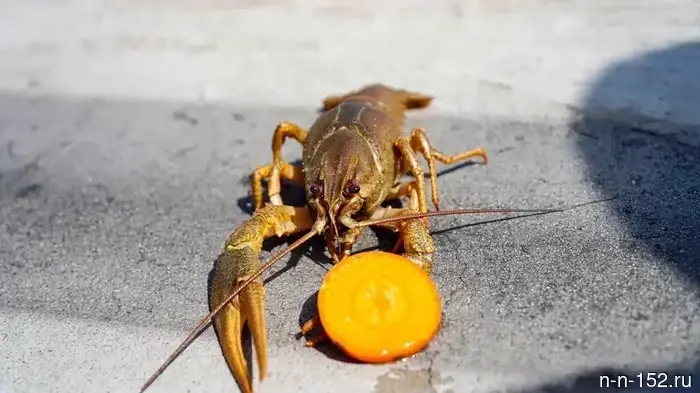 The quality of wastewater treatment in Nizhny Novgorod is checked using crayfish.