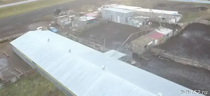 Violations were detected on Nizhny Novgorod farms using drones.