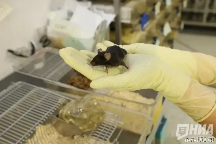 Tubes are being collected for "houses" for the mice at NNSU.