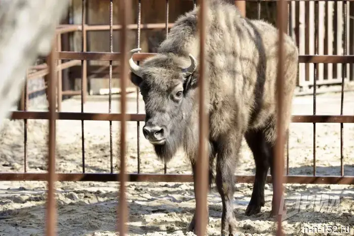 В "Лимпопо" из Беларуси приехала новая жительница — самка зубра.