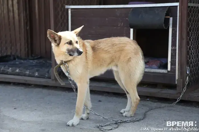 Districts in Nizhny Novgorod Oblast deemed unfavorable for rabies have been named.