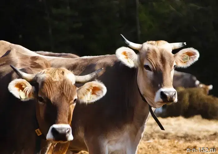 Ветераны СВО имеют возможность получить грант «Агромотиватор».