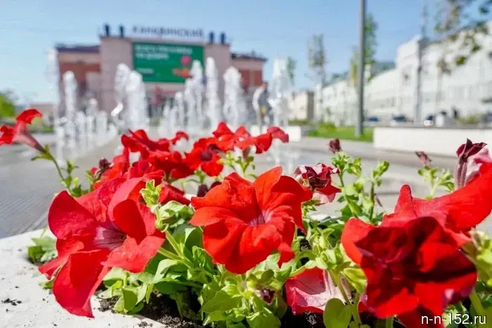 Живое украшение города: в Нижнем Новгороде на улицах будет высажено 21 тыс. кв. метров цветников.
