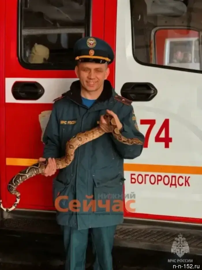 Пожарные из Богородска освободили питона, застрявшего в困境.