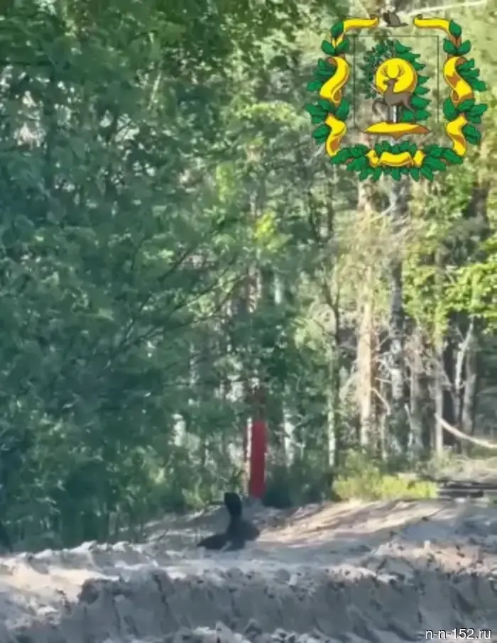 In the Lyskovsky district, the hunting inspector noticed a hare.
