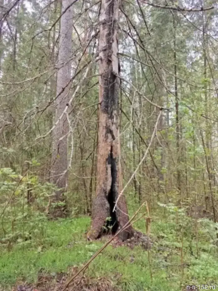 Молния поразила ель в Краснобаковском районе.