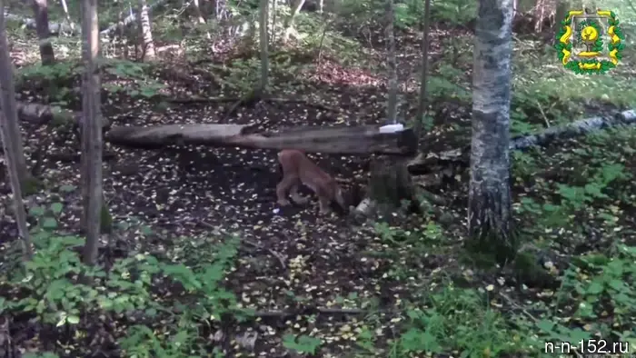 In the Nizhny Novgorod region, the number of lynxes has increased: now there are more than 600 of them.